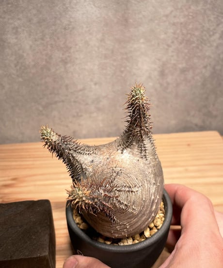 パキポディウム グラキリス　Pachypodium gracilius 　発根済　(商品番号gk-43valiem)  VALIEM 　BOWL　sizeXS　(VALIEM巾着、タグ付き)