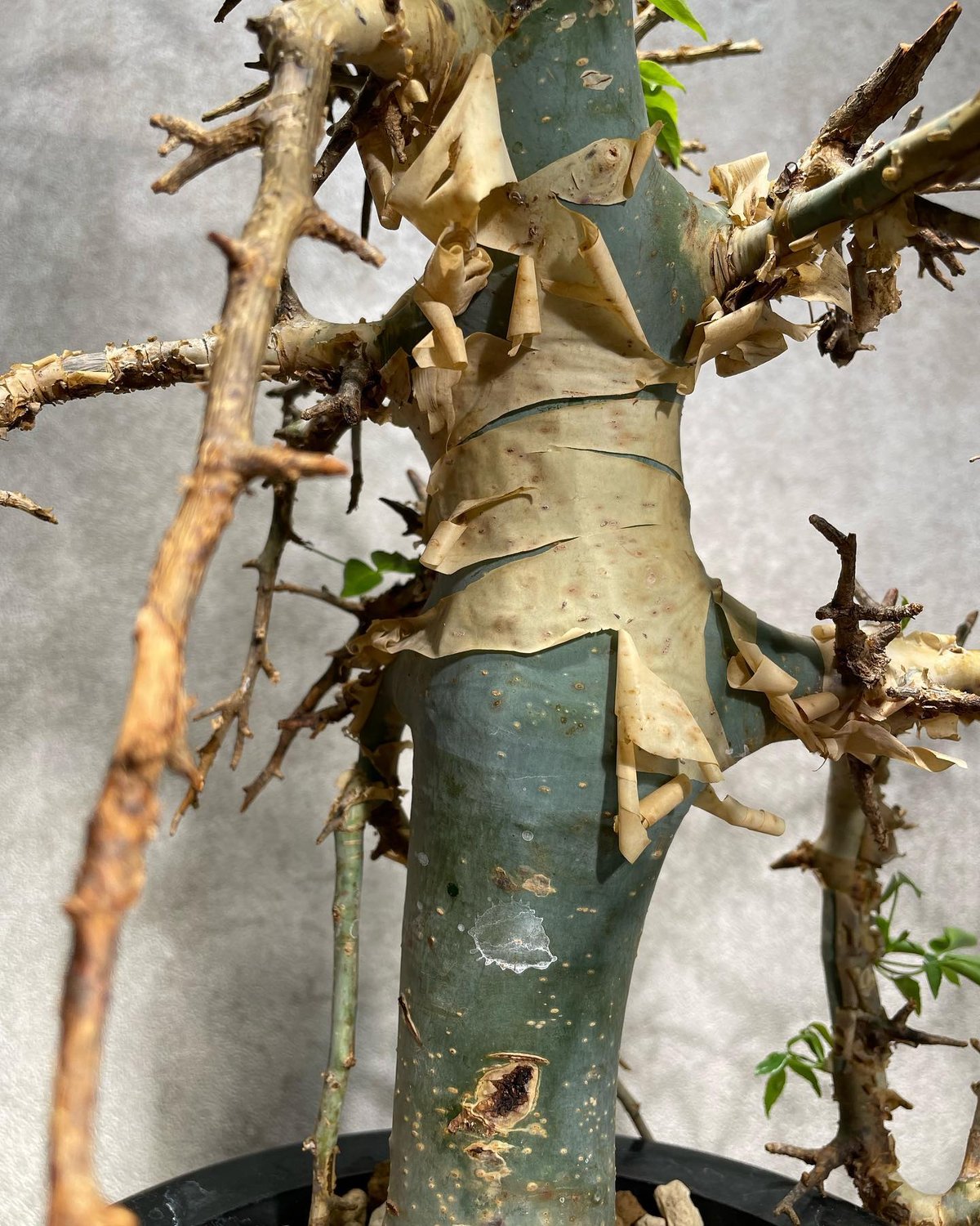 fit=scale-down,w=1200