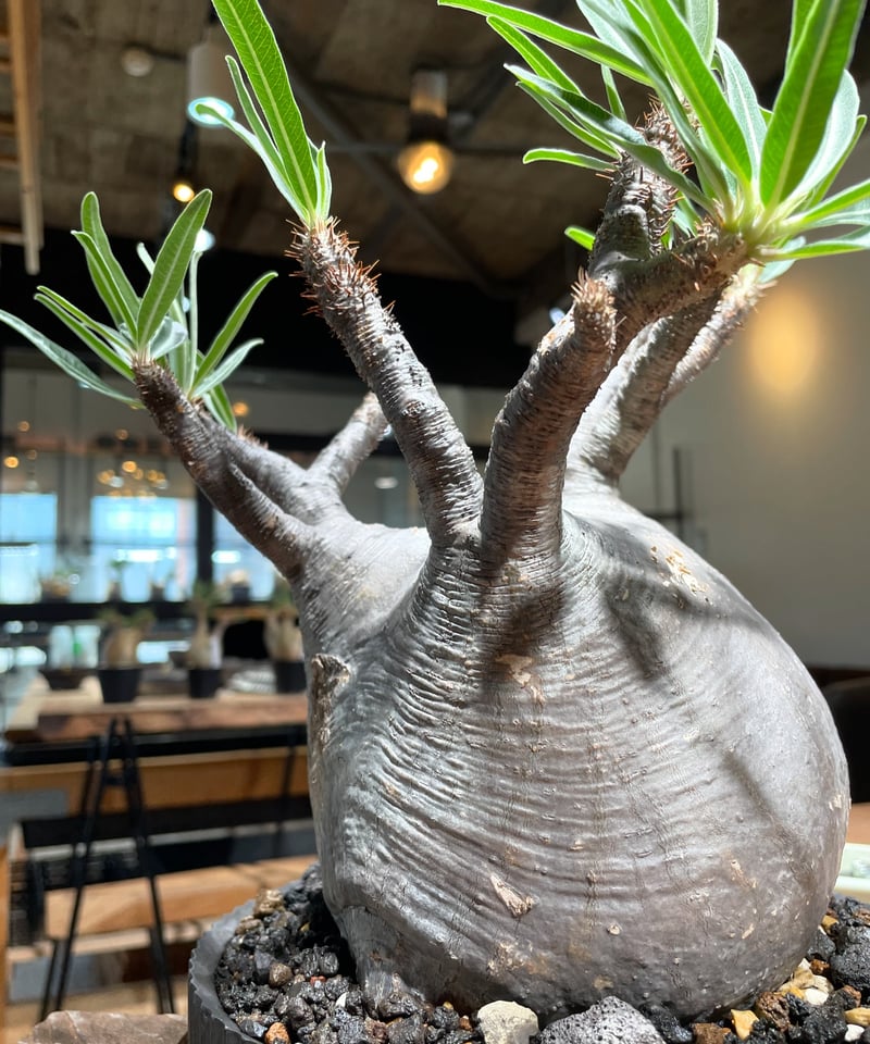 パキポディウム グラキリス Pachypodium gracilius 発根済 (gk-41