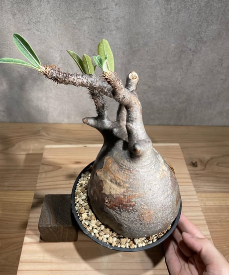 パキポディウム グラキリス　Pachypodium gracilius 　発根済　(商品番号gk-105)