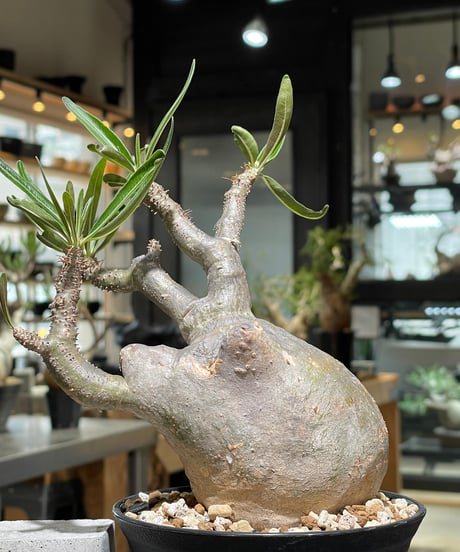パキポディウム グラキリス　Pachypodium gracilius 　発根済　(gk-558)