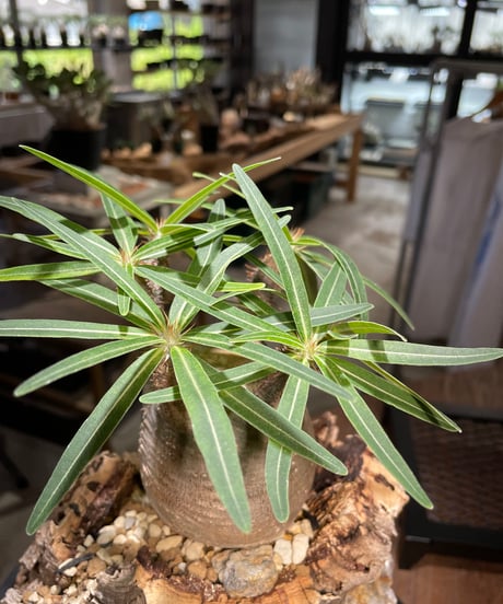パキポディウム グラキリス　Pachypodium gracilius 　発根済　(gk-499）