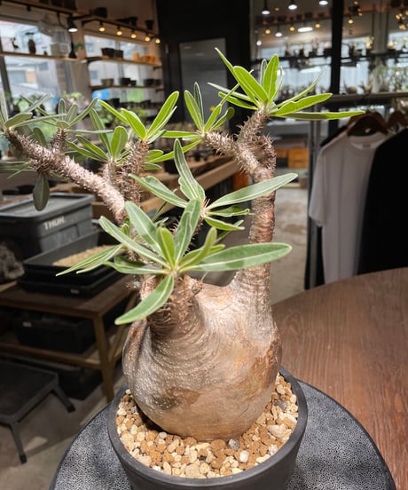 パキポディウム グラキリス　Pachypodium gracilius 　発根済　(gk-520）