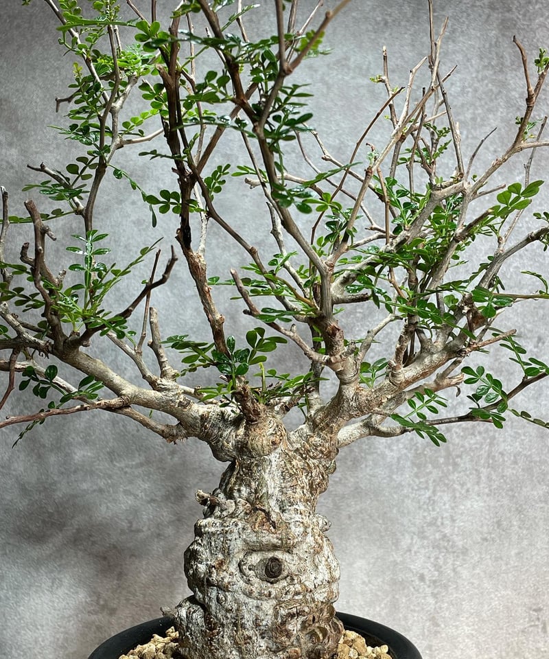 オペルクリカリア パキプス／Operculicarya pachypus 発根済