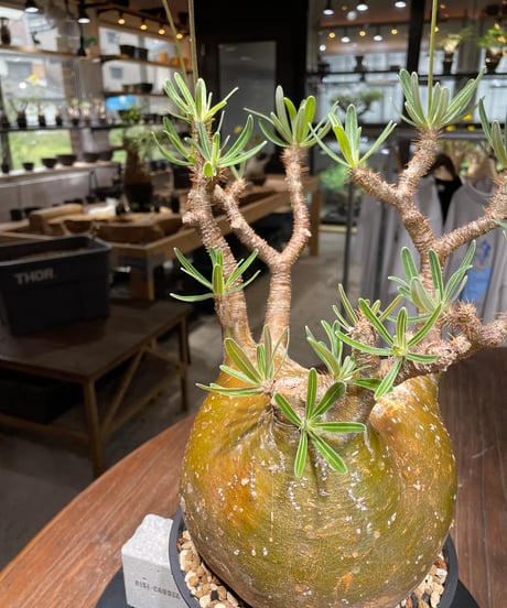 パキポディウム グラキリス　Pachypodium gracilius 　発根済　(gk-448）