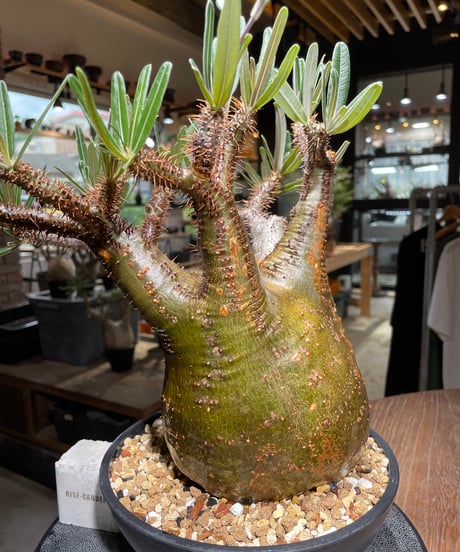 パキポディウム グラキリス　Pachypodium gracilius 　発根済　(gk-537)