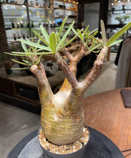 パキポディウム グラキリス　Pachypodium gracilius 　発根済　(gk-466)