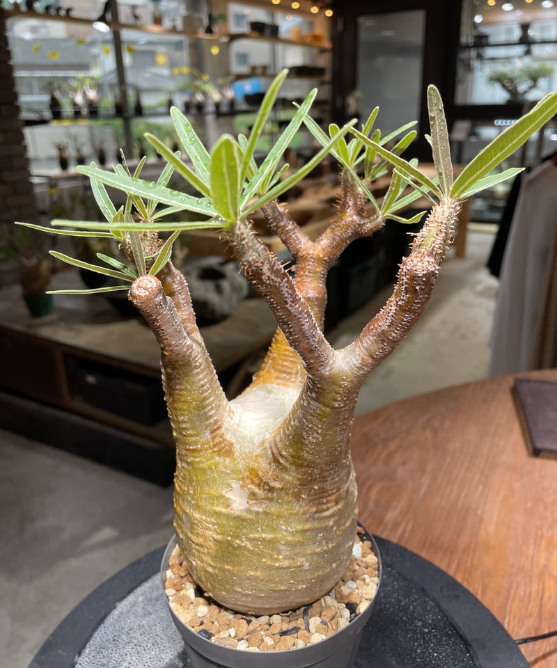 パキポディウム グラキリス Pachypodium gracilius 発根済 (gk-46