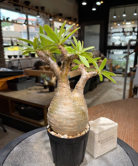 パキポディウム グラキリス　Pachypodium gracilius 　発根済　(gk-487)