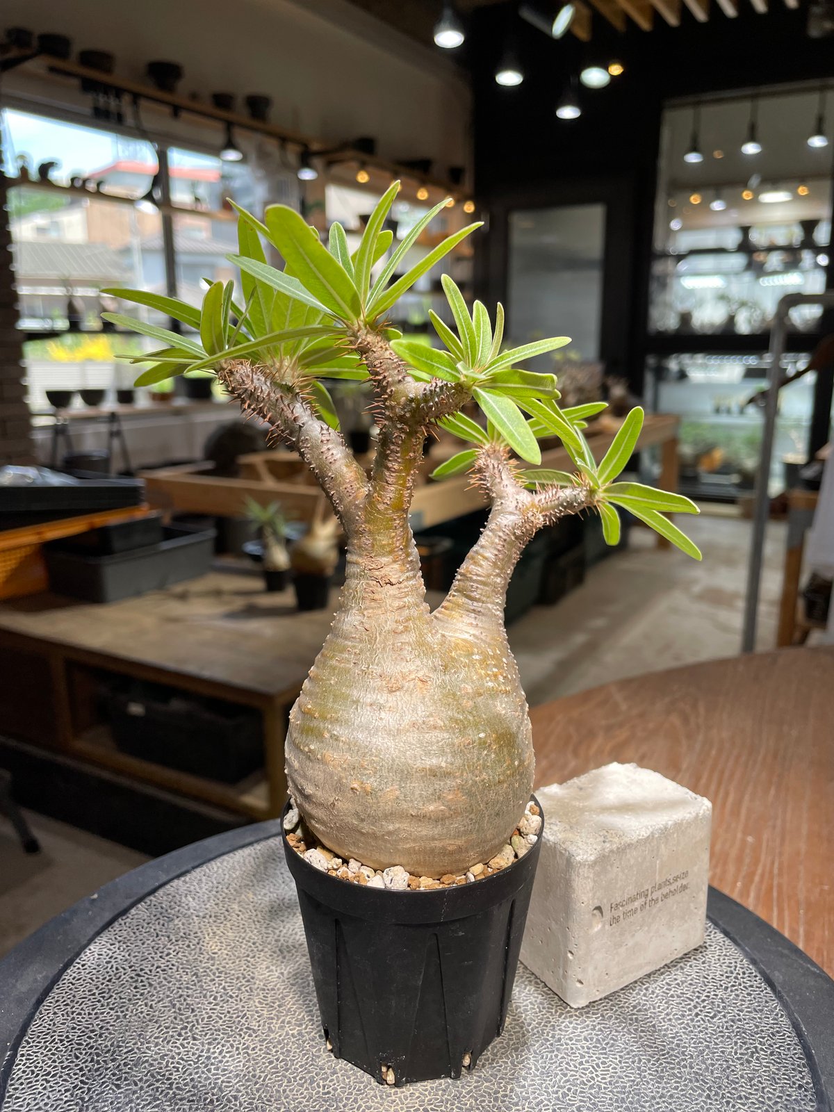 パキポディウム グラキリス 発根済 Pachypodium gracilius パキポディウム グラキリス Pachypodium gracilius 発根済 (gk-48