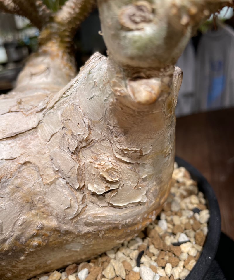 パキポディウム グラキリス Pachypodium gracilius 発根済 (gk-44