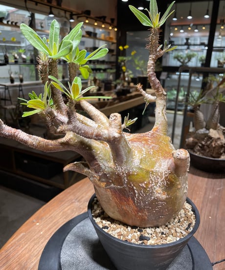 パキポディウム グラキリス　Pachypodium gracilius 　発根済　(gk-464)
