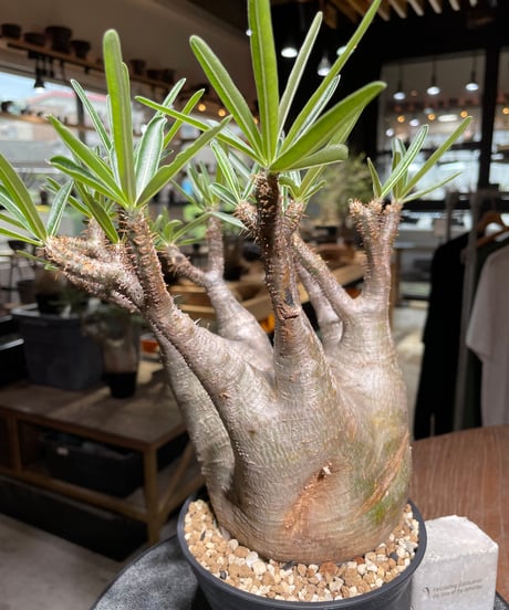 パキポディウム グラキリス　Pachypodium gracilius 　発根済　(gk-532)