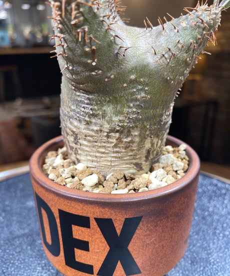パキポディウム グラキリス　Pachypodium gracilius 　発根済　(商品番号gk-131valiem)VALIEM  (VALIEMタグ、巾着袋付き)