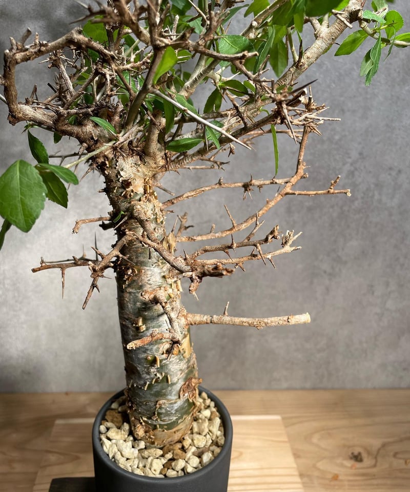 コミフォラ・ハベシニカ　発根済み現地株 Commiphora habessinica コミフォラ ハベシニカ 発根済現地株 #2