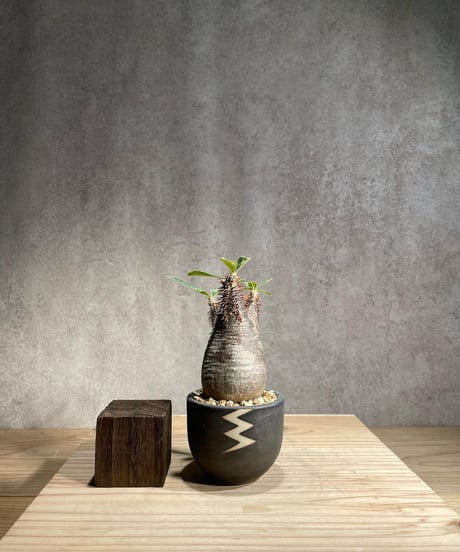 CATEGORY VALIEM鉢植込み | RISE-CAUDEX ONLINE STORE