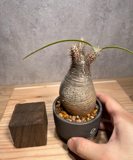 パキポディウム グラキリス　Pachypodium gracilius 　発根済　(商品番号gk-61valiem)  VALIEM 　BOWL　sizeXS　(VALIEMタグ付き)