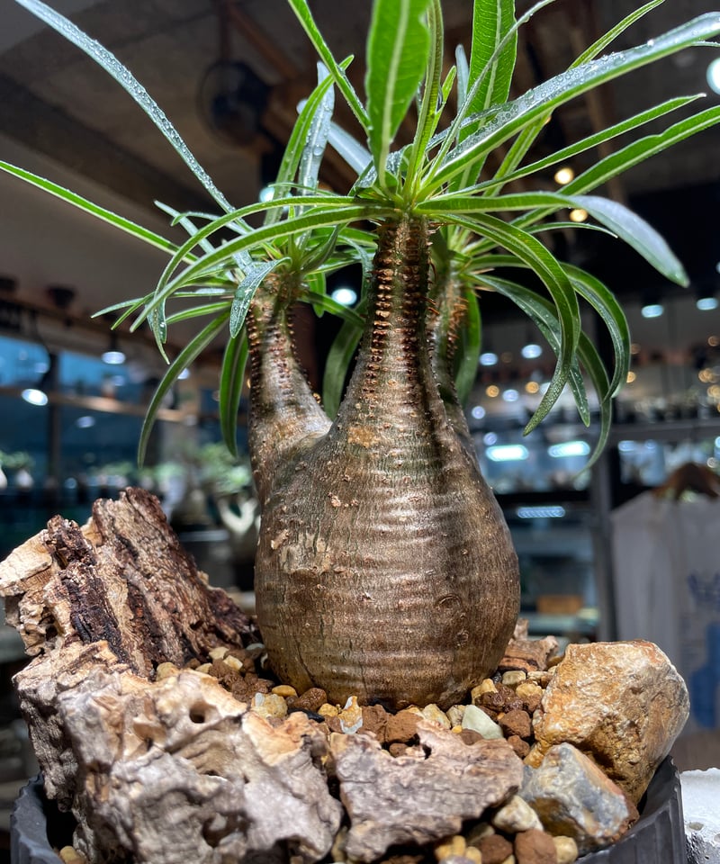 パキポディウム グラキリス Pachypodium gracilius 発根済 (gk-51