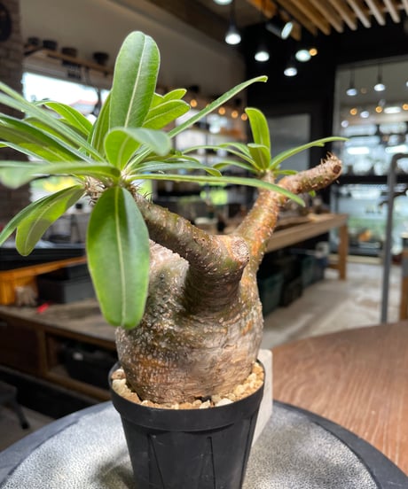 パキポディウム グラキリス　Pachypodium gracilius 　発根済　(gk-489)