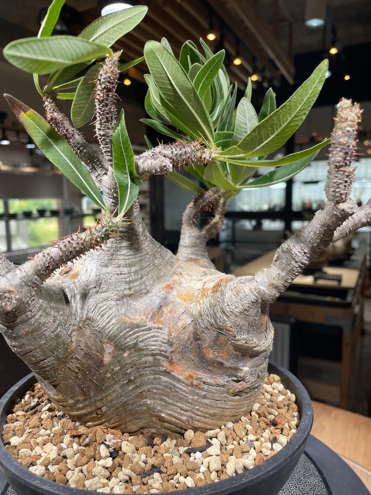 パキポディウム グラキリス Pachypodium gracilius ③ パキポディウム グラキリス Pachypodium gracilius 発根済 (gk-31