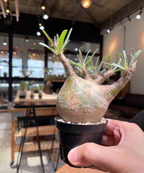 パキポディウム グラキリス　Pachypodium gracilius 　発根済　(gk-382)