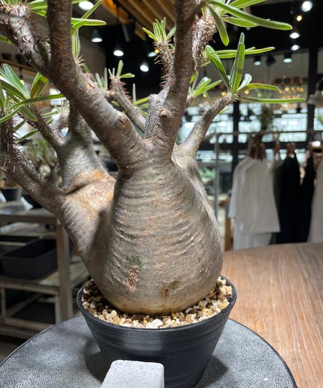 パキポディウム グラキリス　Pachypodium gracilius 　発根済　(gk-562)