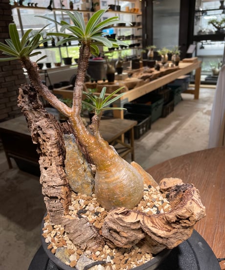 パキポディウム グラキリス　Pachypodium gracilius 　発根済　(gk-480)