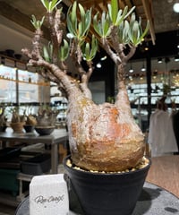 パキポディウム グラキリス　Pachypodium gracilius 　発根済　(gk-560)