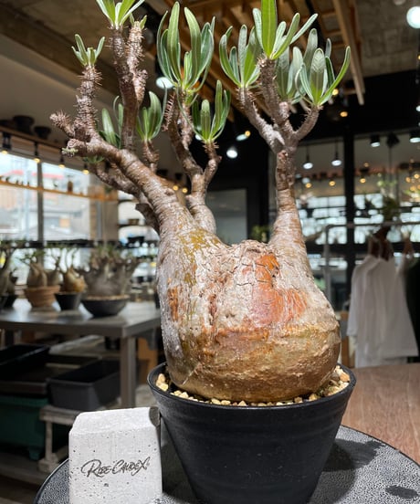 CATEGORY Pachypodium gracilius(パキポディウム グラキリス) |