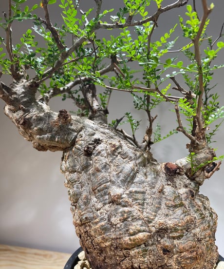 オペルクリカリア パキプス／Operculicarya pachypus　発根済　(商品番号PP-67)