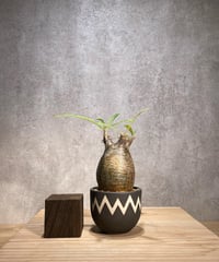 パキポディウム グラキリス　発根済　※背面現地傷跡あり　(商品番号gk-59valiem)  VALIEM 　BOWL　sizeXS　(VALIEMタグ付き)