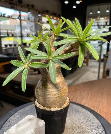 パキポディウム グラキリス　Pachypodium gracilius 　発根済　(gk-487)