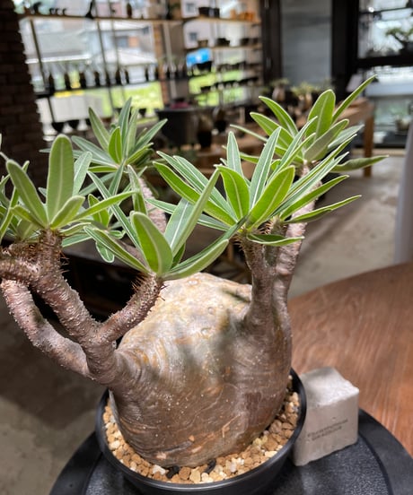 パキポディウム グラキリス　Pachypodium gracilius 　発根済　(gk-477)