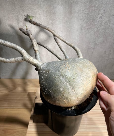 パキポディウム グラキリス　Pachypodium gracilius 　発根済　(商品番号gk-90)