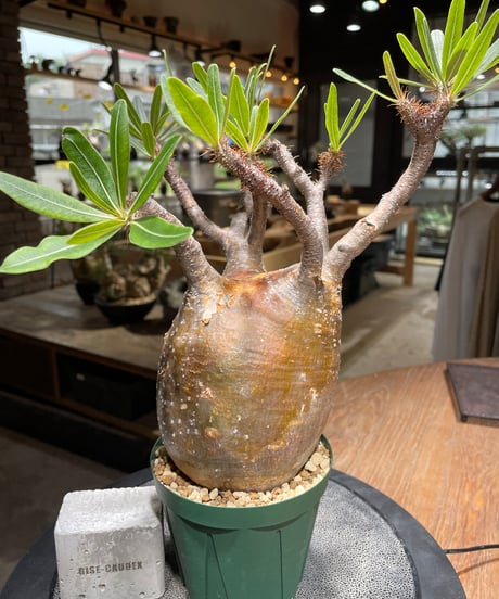 パキポディウム グラキリス　Pachypodium gracilius 　発根済　(gk-465)