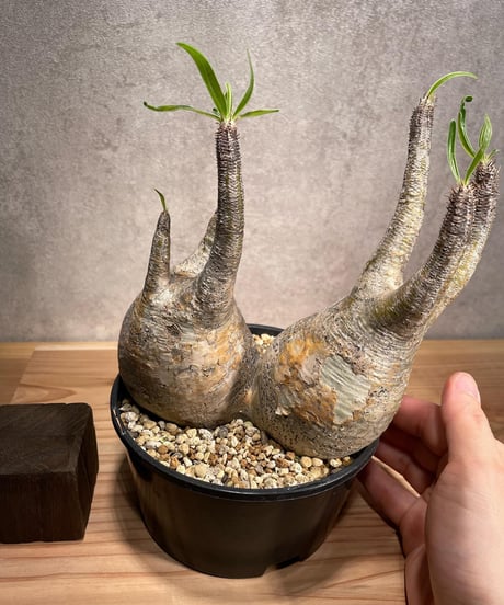 パキポディウム グラキリス　Pachypodium gracilius 　２頭　発根済　(商品番号gk-58)