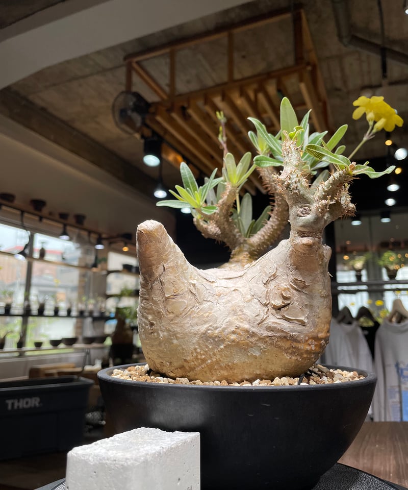 パキポディウム グラキリス Pachypodium gracilius 発根済 (gk-44