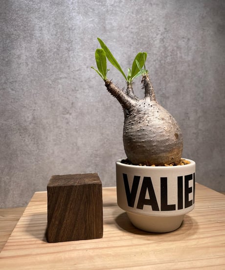 パキポディウム グラキリス　Pachypodium gracilius 　発根済　(商品番号gk-65valiem)  VALIEM 　(VALIEMタグ付き)
