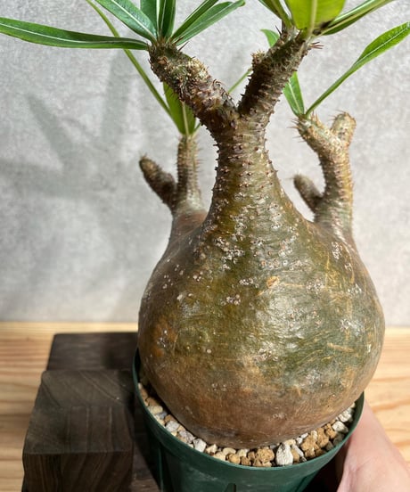 パキポディウム グラキリス　Pachypodium gracilius 　発根済(塊根幅10ｃｍ)　(商品番号gk-21)