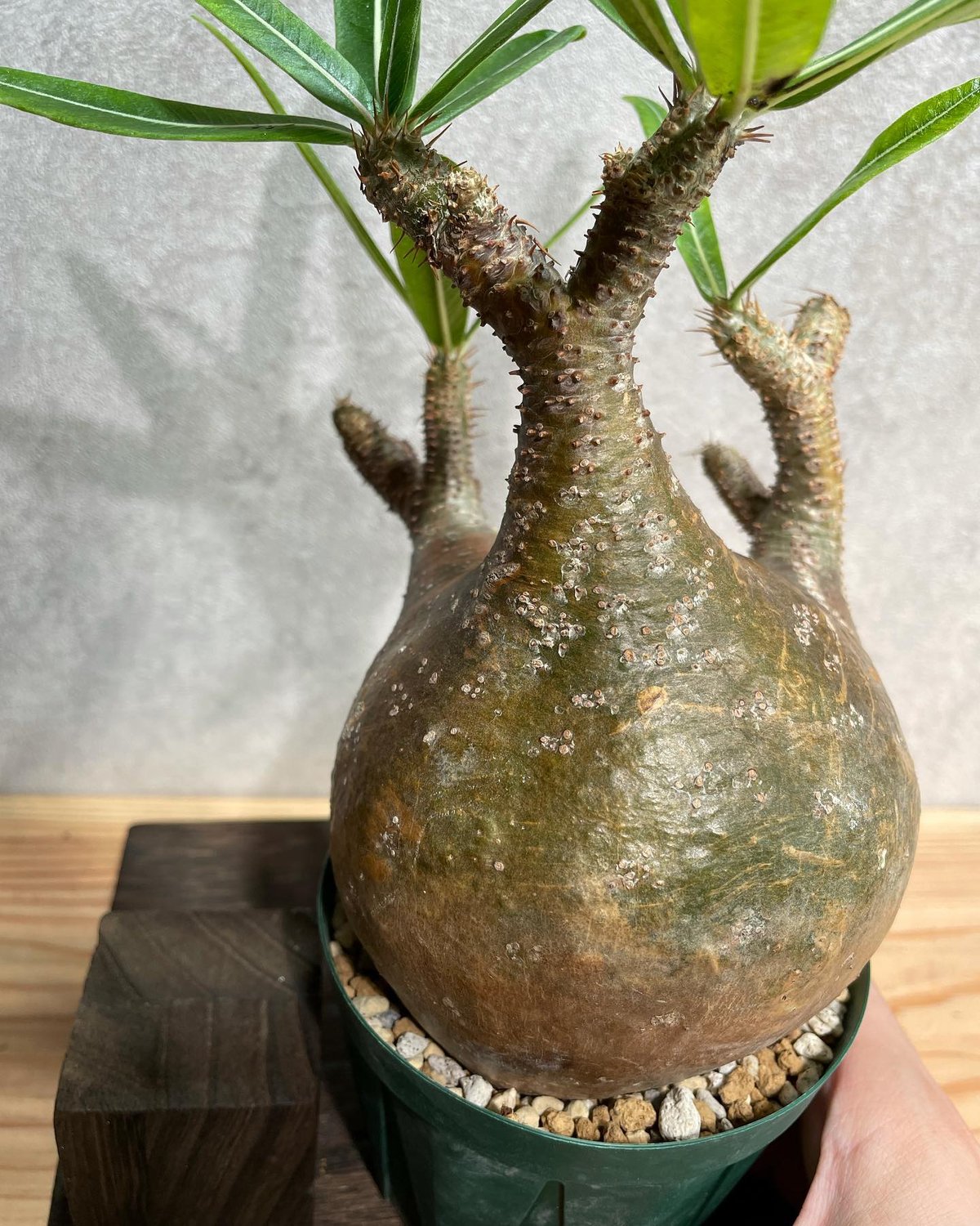 パキポディウム グラキリス Pachypodium gracilius 発根済(塊根幅10c 