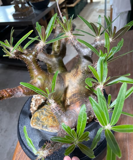 パキポディウム グラキリス　2頭　Pachypodium gracilius 　発根済　(gk-550)