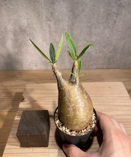 パキポディウム グラキリス　Pachypodium gracilius 　発根済　(商品番号gk-91)