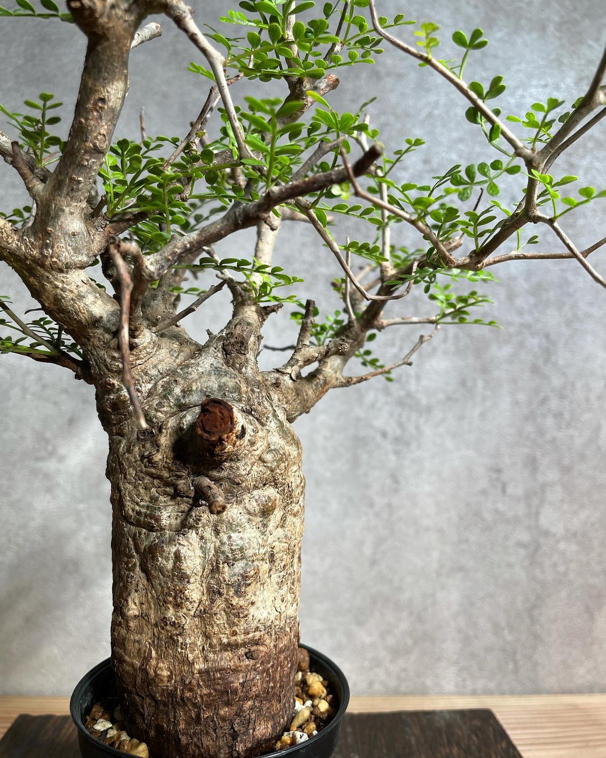 Operculicarya pachypus 三頭 国内根挿し育成 陶器鉢付き オペルクリカリア パキプス／Operculicarya pachypus 発根済 手