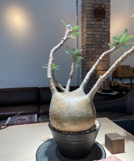 パキポディウム グラキリス　Pachypodium gracilius 　発根済　(gk-222)