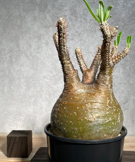 パキポディウム グラキリス　Pachypodium gracilius 　発根済　(商品番号gk-11)