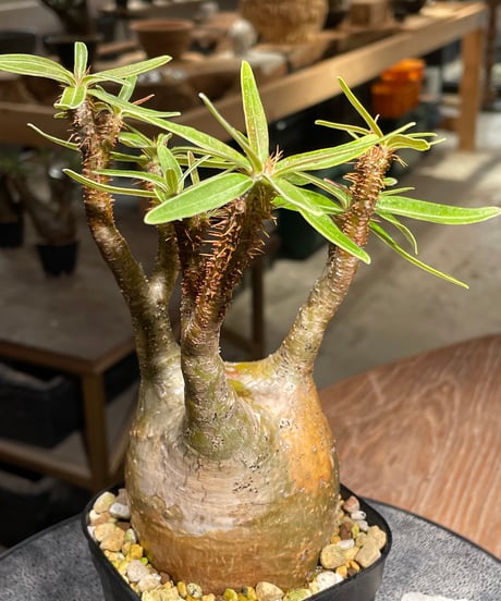 パキポディウム グラキリス　Pachypodium gracilius 　発根済　(gk-391)