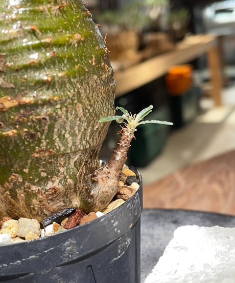 パキポディウム グラキリス　多頭　Pachypodium gracilius 　発根済　(gk-539)