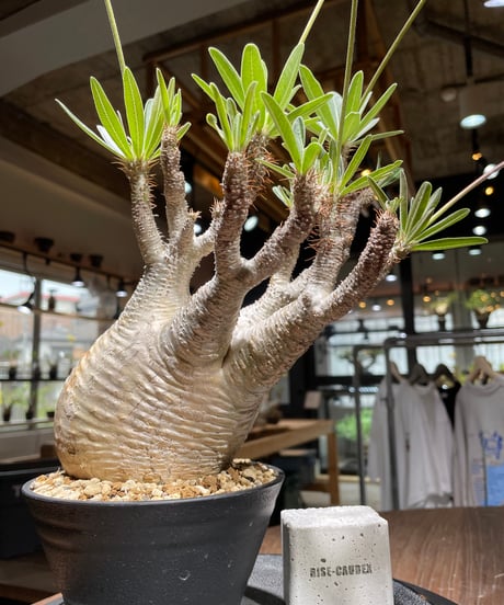 パキポディウム グラキリス　Pachypodium gracilius 　発根済　(gk-443）
