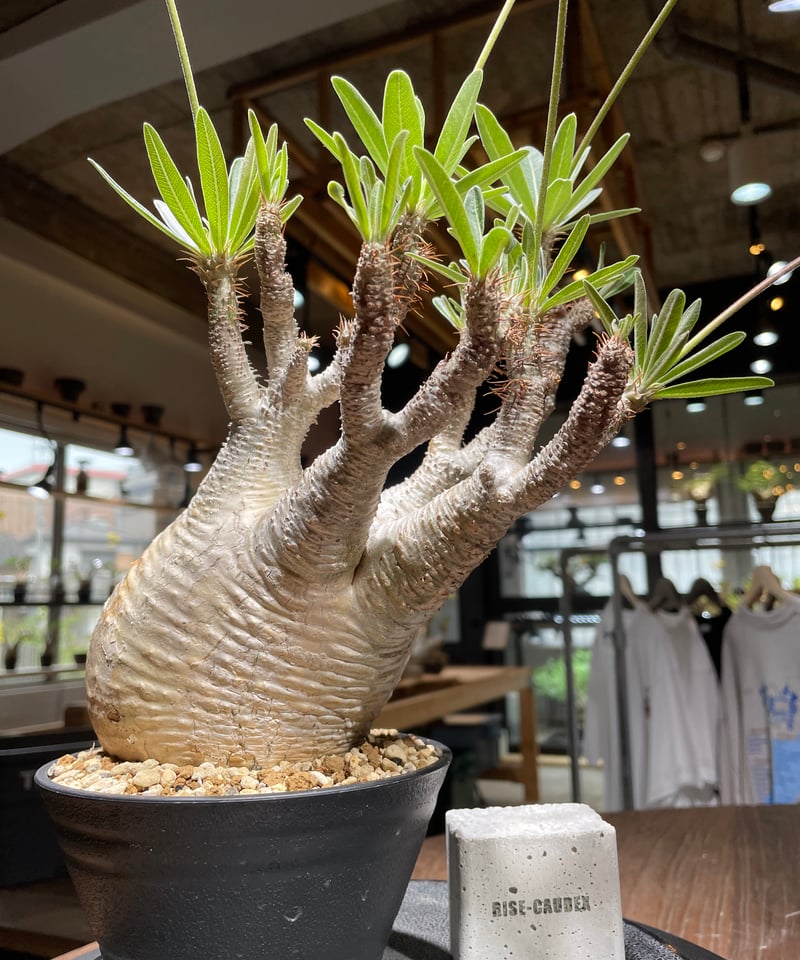 200粒種子パキポディウム・グラキリスPachypodium gracilius 200粒 種子 パキポディウム・グラキリスPachypodium gracilius