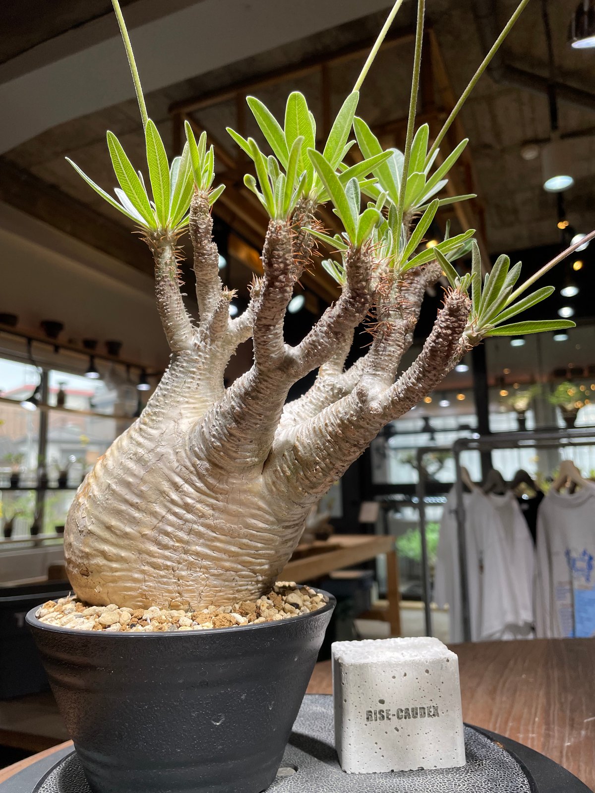 パキポディウム グラキリス 発根済pachypodhium Graci パキポディウム グラキリス Pachypodium gracilius 発根済 (gk-44